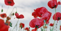 Remembrance  Service hosted by Can Assist 